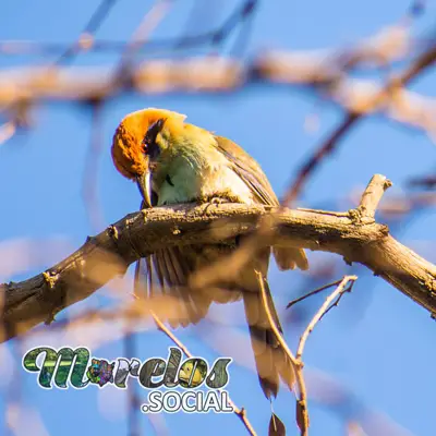 Fauna: Aves del estado de Morelos